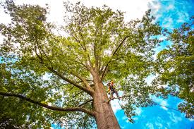 Best Arborist Consultation Services  in Rome City, IN